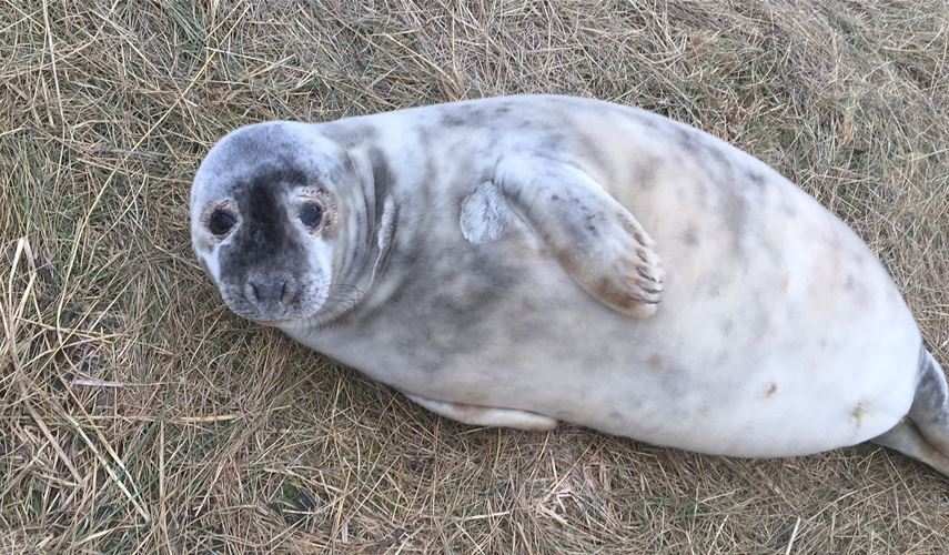 a seal laying down